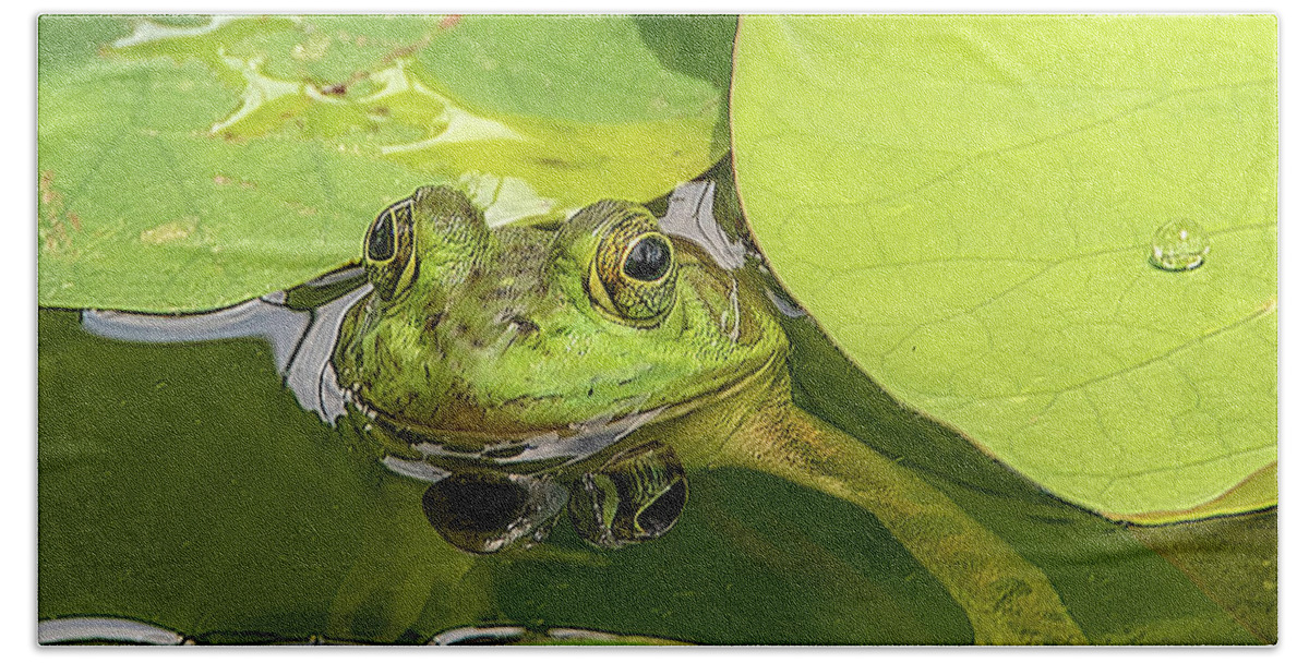 Frog Bath Towel featuring the photograph Frog by Minnie Gallman