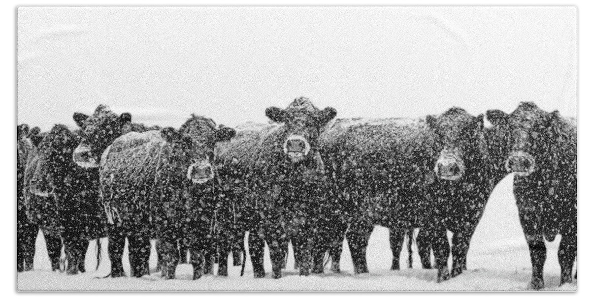 Cattle Hand Towel featuring the photograph Frosty Faces Black Angus Cows Montana by Jennie Marie Schell