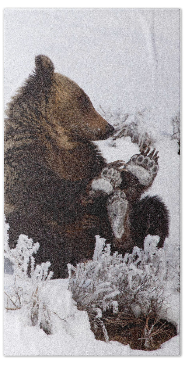 Bear Bath Towel featuring the photograph Frosty Feet-Signed by J L Woody Wooden