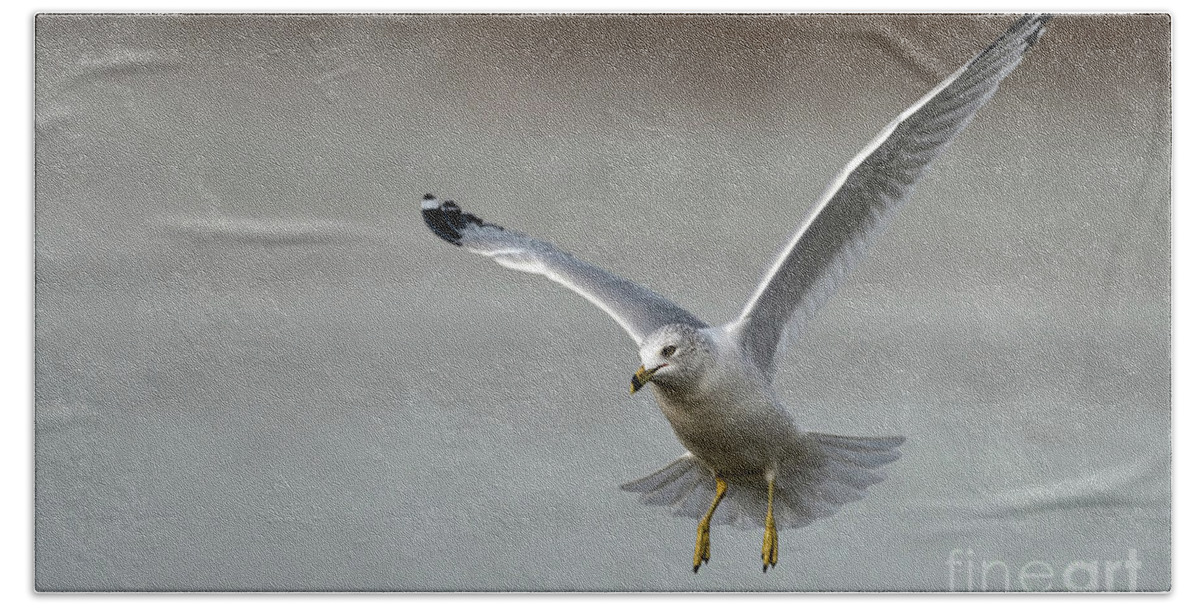 Ring Billed Gull Hand Towel featuring the photograph Frozen in time by Sam Rino