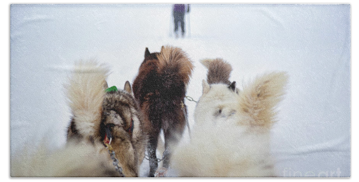 Dog Hand Towel featuring the photograph Fuzzy Tails Across the Snow by Becqi Sherman