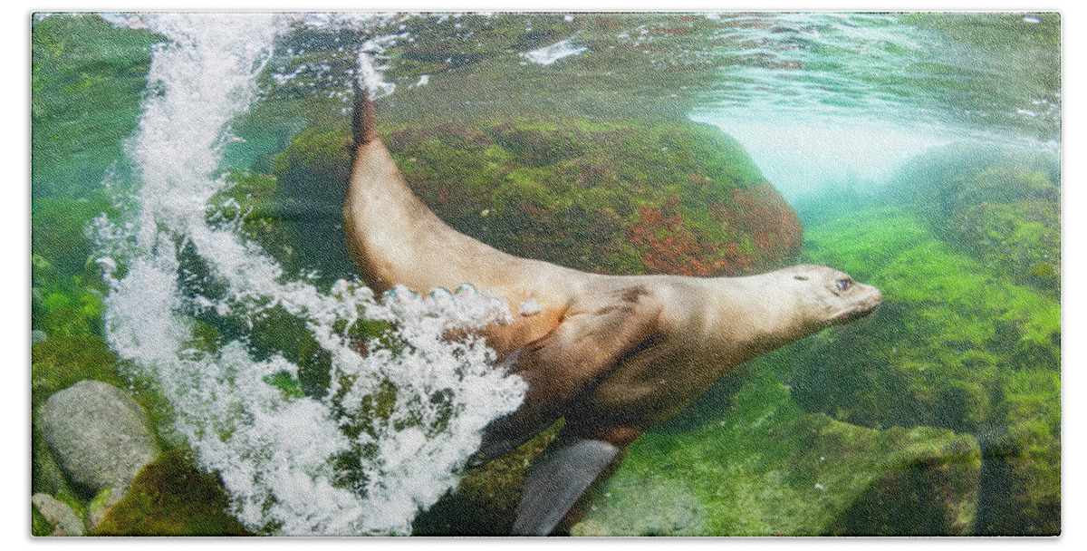 Animals Bath Towel featuring the photograph Galapagos Sea Lion Underwater by Tui De Roy