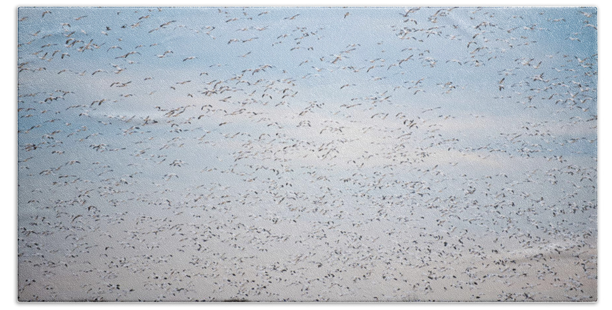 Annapolis Hand Towel featuring the photograph Geese in the Flyway by Mark Duehmig