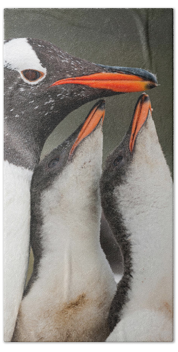 Affection Bath Towel featuring the photograph Gentoo Penguin And Begging Chicks by Tui De Roy
