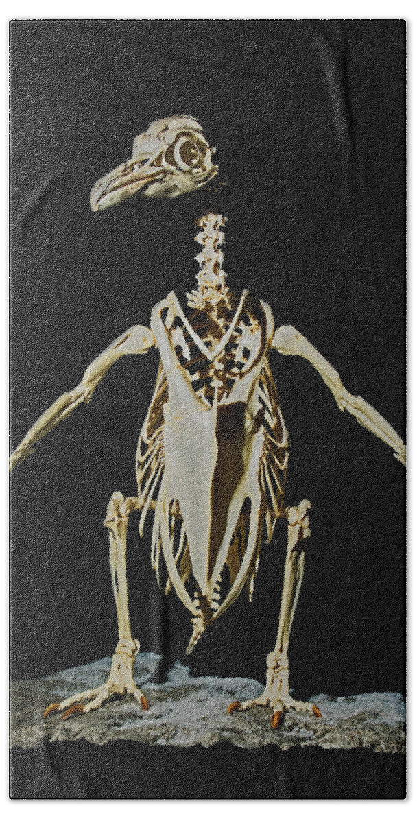 Animal Bath Towel featuring the photograph Gentoo Penguin Skeleton by Millard H. Sharp