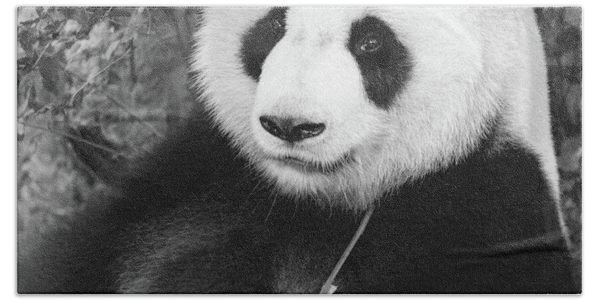 Panda Bath Sheet featuring the photograph Giant Panda by Erika Valkovicova