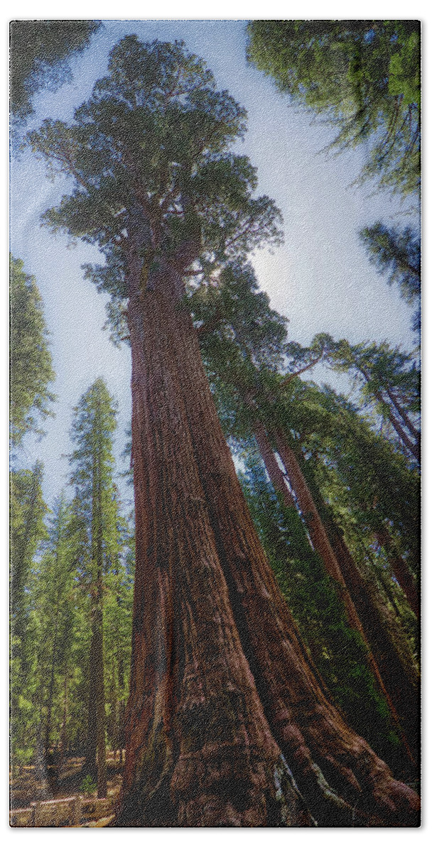 America Hand Towel featuring the photograph Giant Sequoia Tree by Andy Konieczny