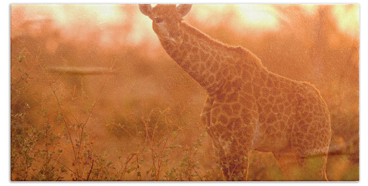 Sebastian Kennerknecht Bath Towel featuring the photograph Giraffe Juvenile At Sunset by Sebastian Kennerknecht