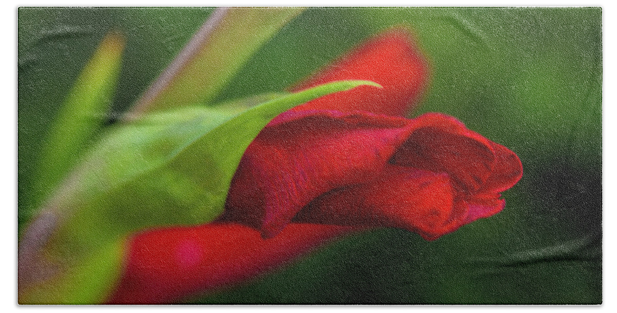 Flower Hand Towel featuring the photograph Gladiolus by Diane Fifield