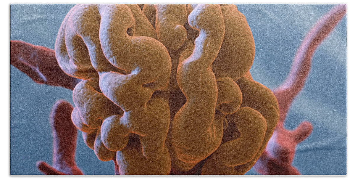 Capillary Bath Towel featuring the photograph Glomerulus, Sem by Oliver Meckes EYE OF SCIENCE