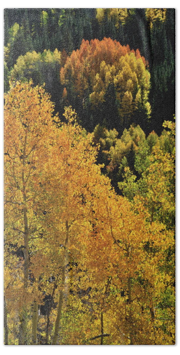 Cclorado Bath Towel featuring the photograph Glowing Aspens along Highway 550 by Ray Mathis
