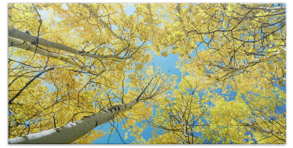 Autumn Bath Towel featuring the photograph Golden Aspen Tree Forest Canopy by James BO Insogna