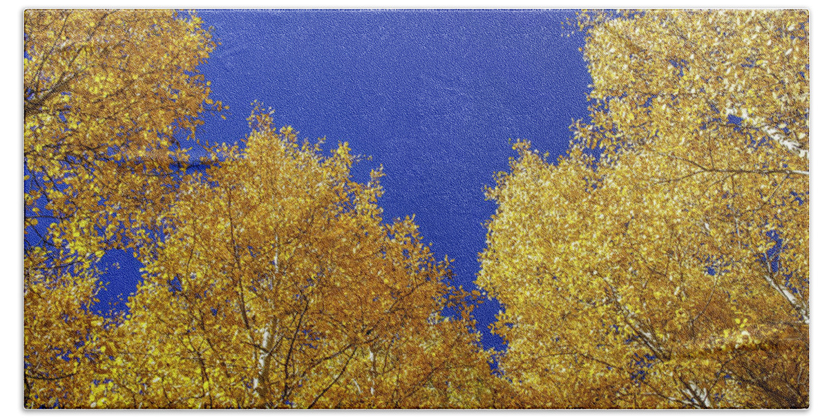 Arizona Hand Towel featuring the photograph Golden Aspens and Blue Skies by Dawn Richards