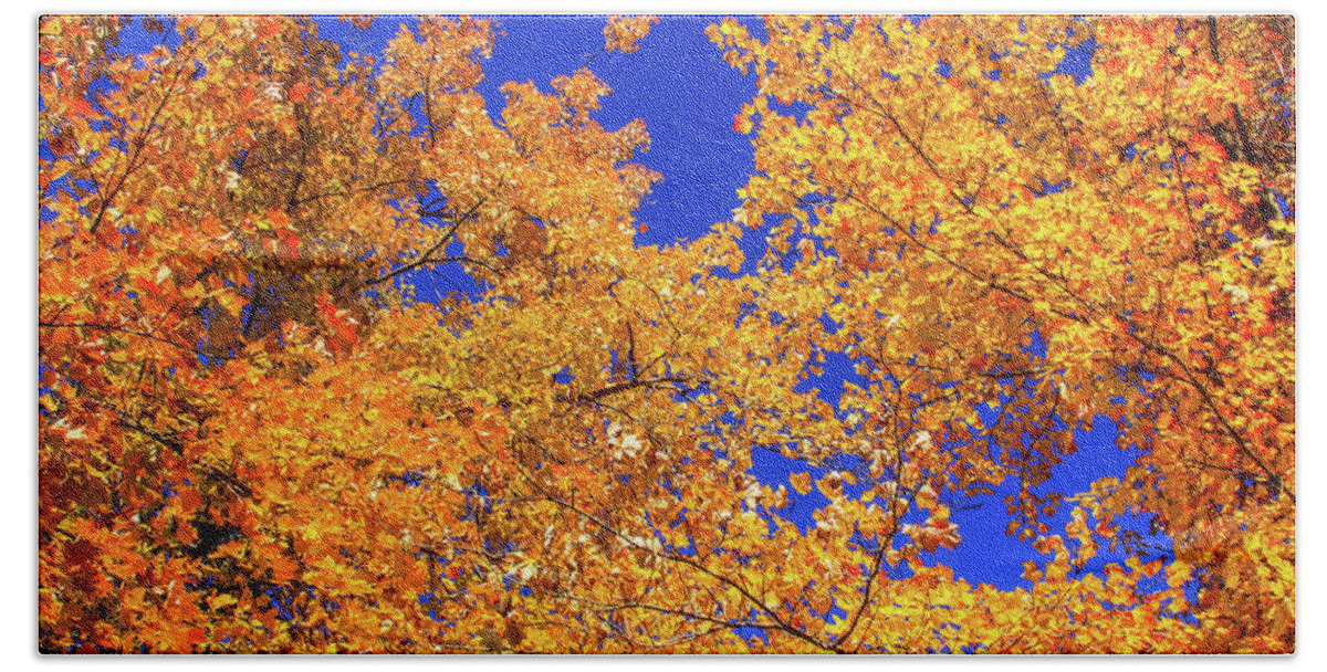 Autumn Colors Hand Towel featuring the photograph Golden Oaks by Dawn Richards