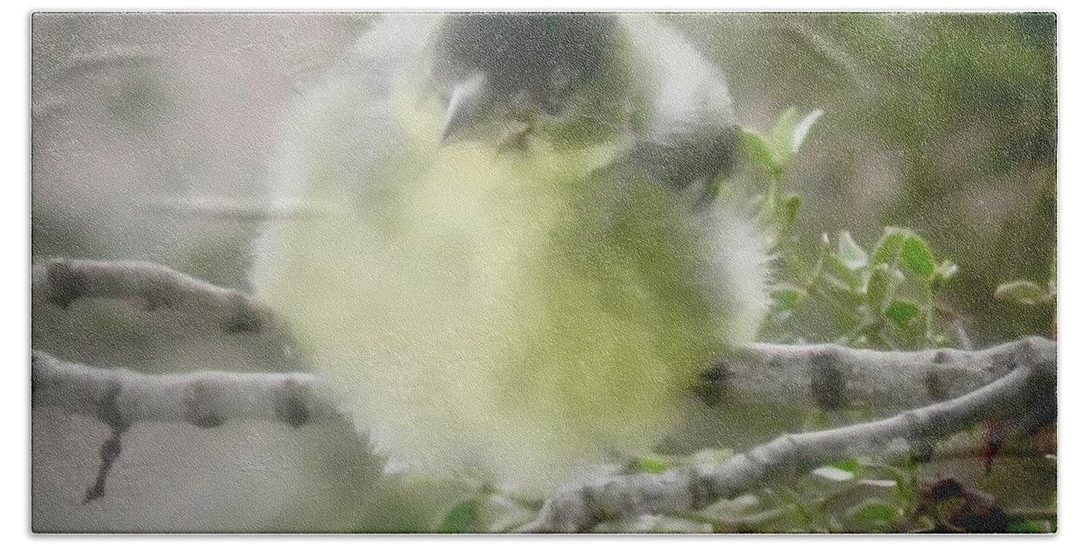American Goldfinch Hand Towel featuring the photograph Goldfinch Fluffball 2 by Judy Kennedy