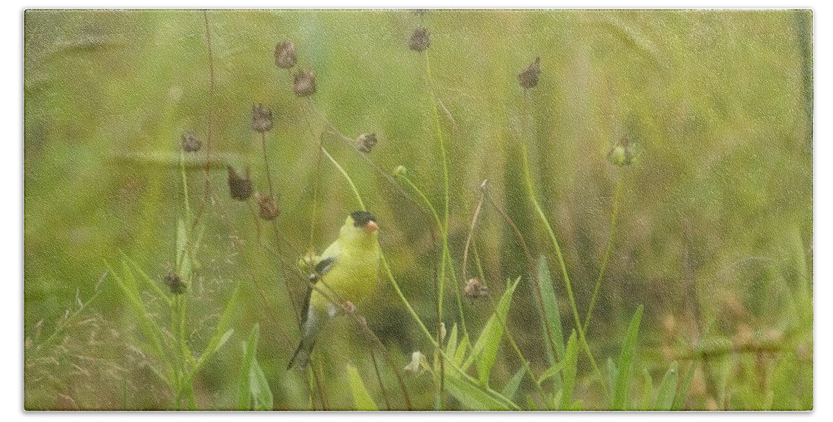 Spinus Tristis Hand Towel featuring the photograph Goldfinch in Summer by Jeff Folger