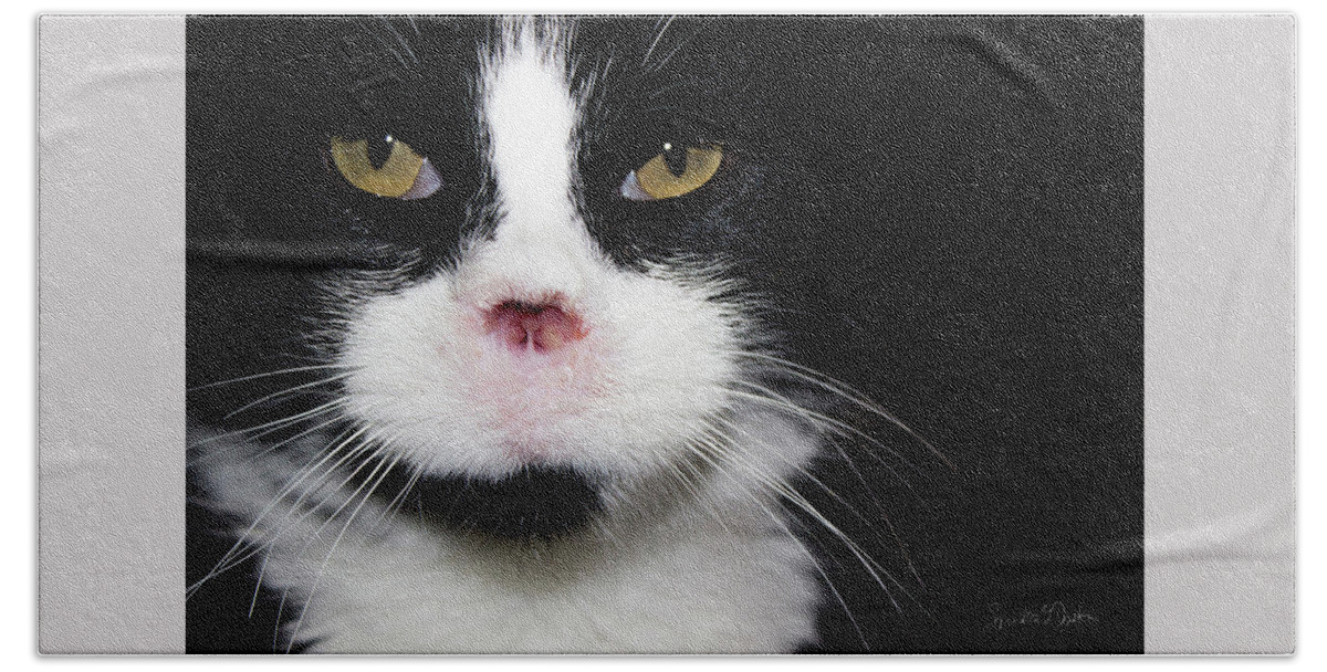 Feral Cat Photo Bath Towel featuring the photograph Gorgeous - Portrait by Sandra Dalton