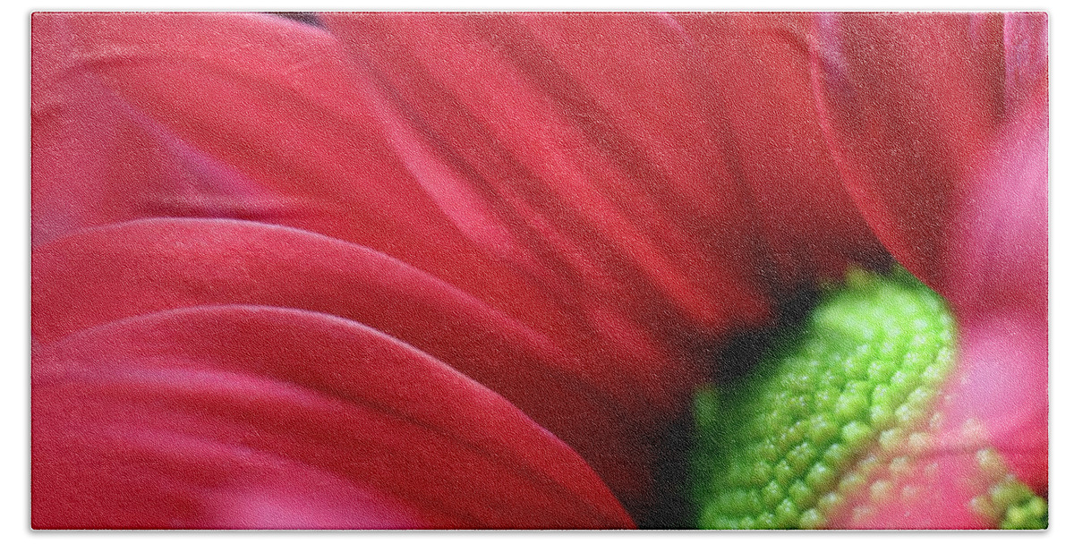 Chrysanthemum Hand Towel featuring the photograph Gorgeous Red Chrysanthemum by Johanna Hurmerinta