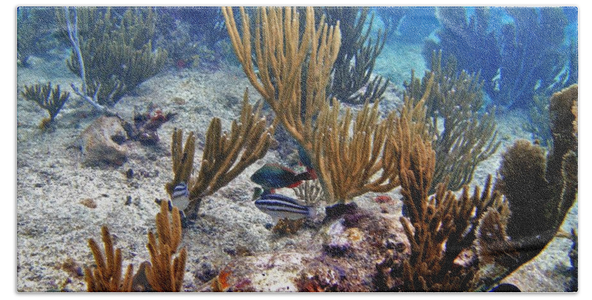 Gorgonian Coral Bath Towel featuring the photograph Gorgonian Parrotfish by Climate Change VI - Sales