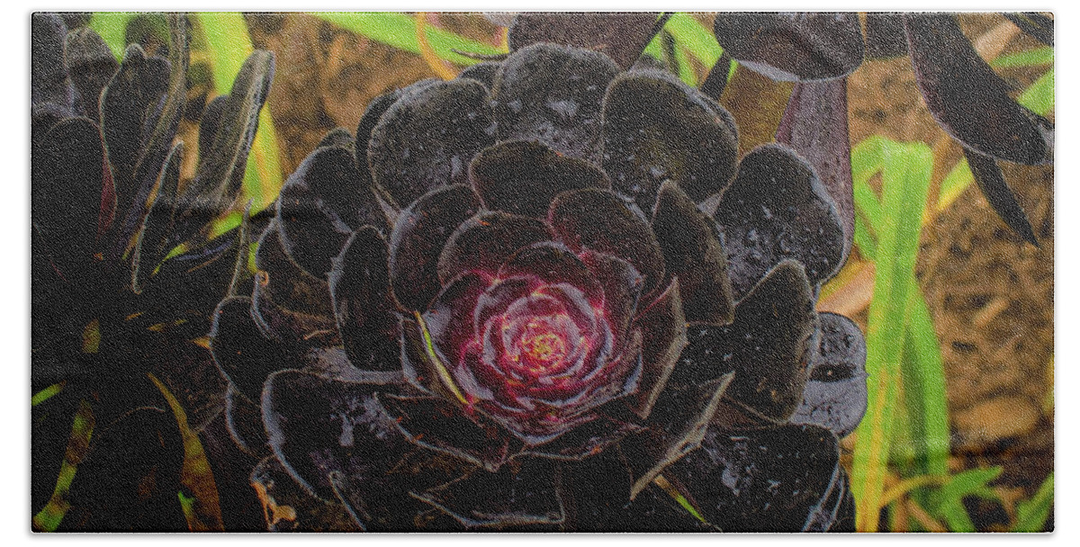 Hawaii Bath Towel featuring the photograph Goth Succulent by Jeff Phillippi