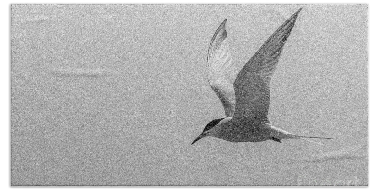 Photography Hand Towel featuring the photograph Graceful Tern by Alma Danison