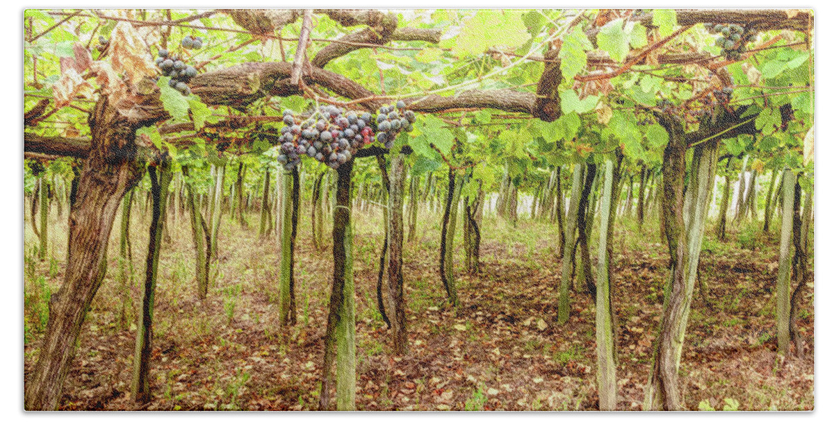 Grape Bath Towel featuring the photograph Grapes on a Vineyard by Weston Westmoreland