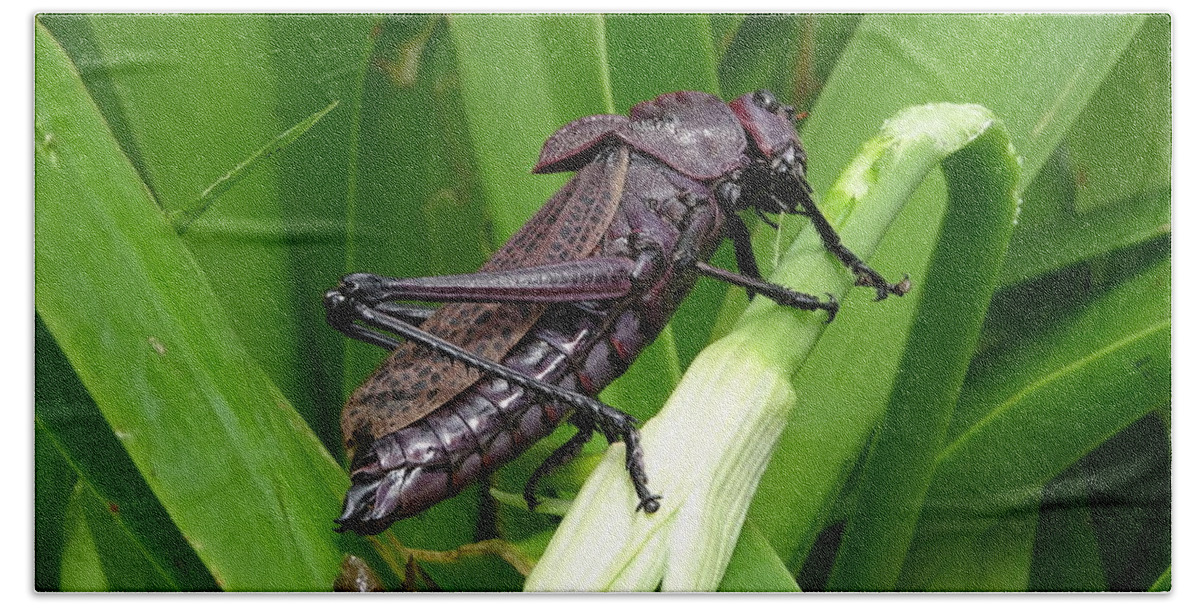  Hand Towel featuring the photograph Grasshopper by Stanley Vreedeveld