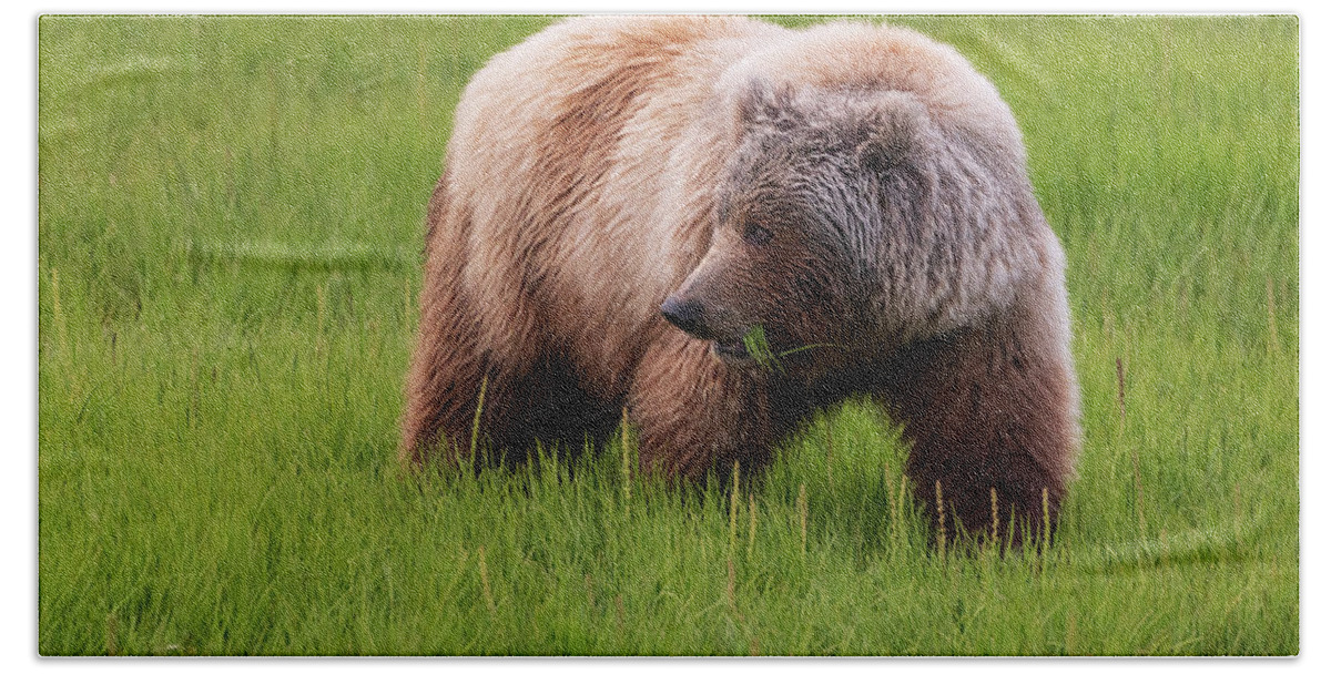 Alaska Hand Towel featuring the photograph Grazing by Chad Dutson
