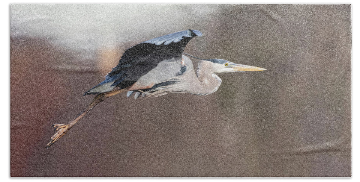Great Blue Heron Hand Towel featuring the photograph Great Blue Heron 2019-11 by Thomas Young