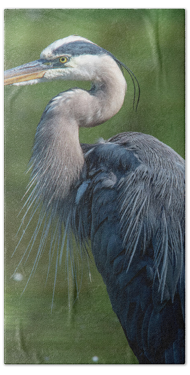 Nature Bath Towel featuring the photograph Great Blue Heron after Preening DMSB0157 by Gerry Gantt