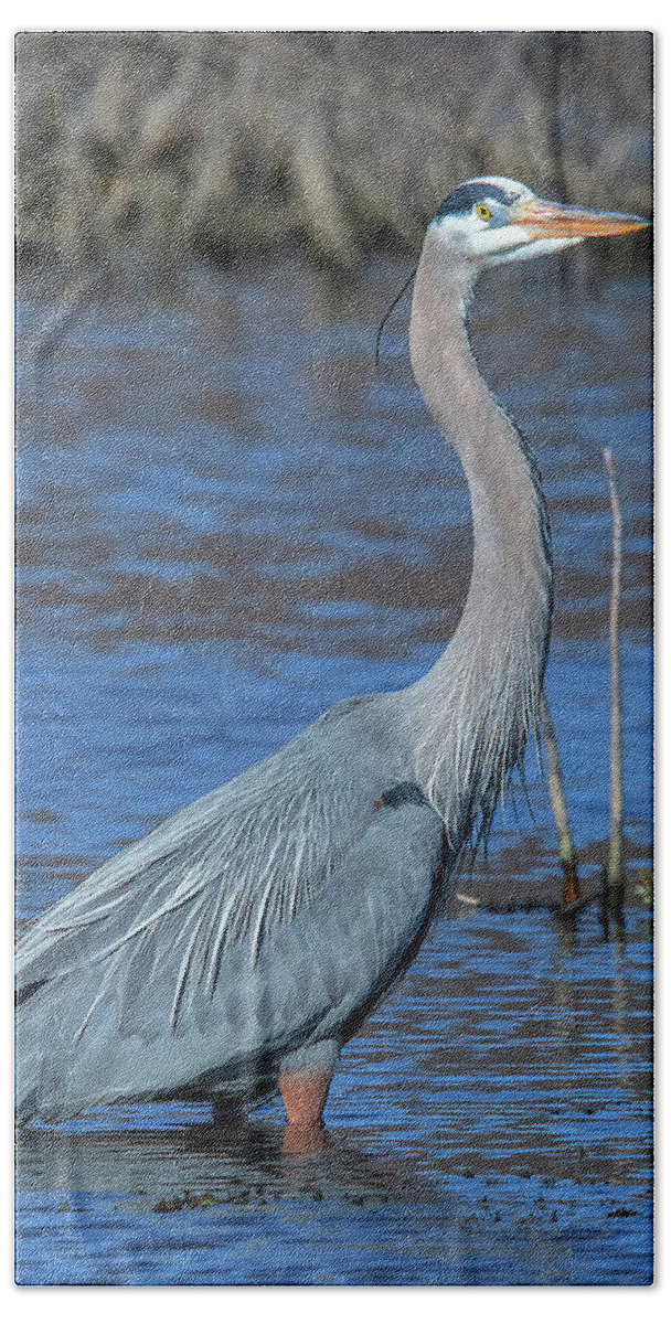 Nature Hand Towel featuring the photograph Great Blue Heron DMSB0150 by Gerry Gantt