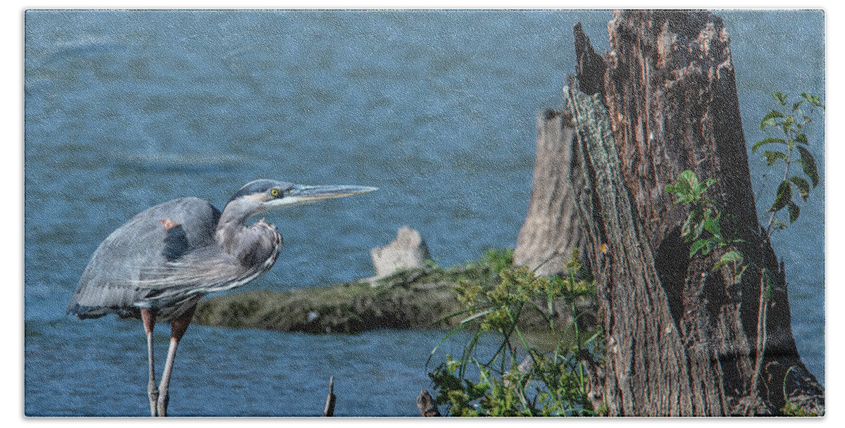 Nature Bath Towel featuring the photograph Great Blue Heron DMSB0213 by Gerry Gantt