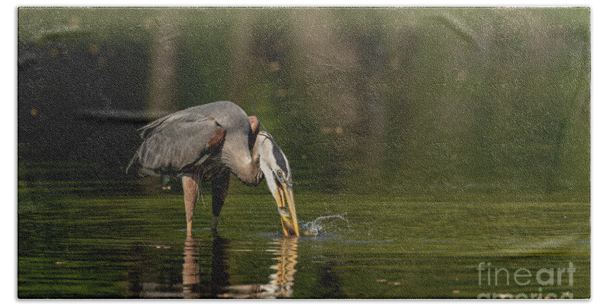 Great Blue Heron Hand Towel featuring the photograph Great blue heron fishing by Sam Rino