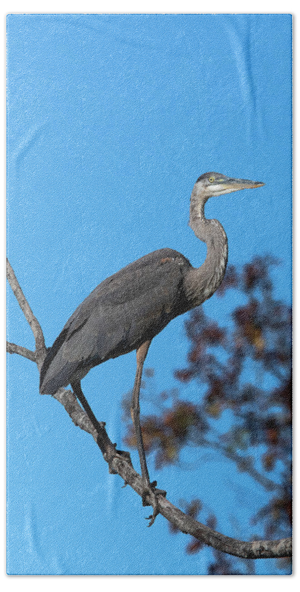 Nature Hand Towel featuring the photograph Great Blue Heron in a Tree DMSB0210 by Gerry Gantt