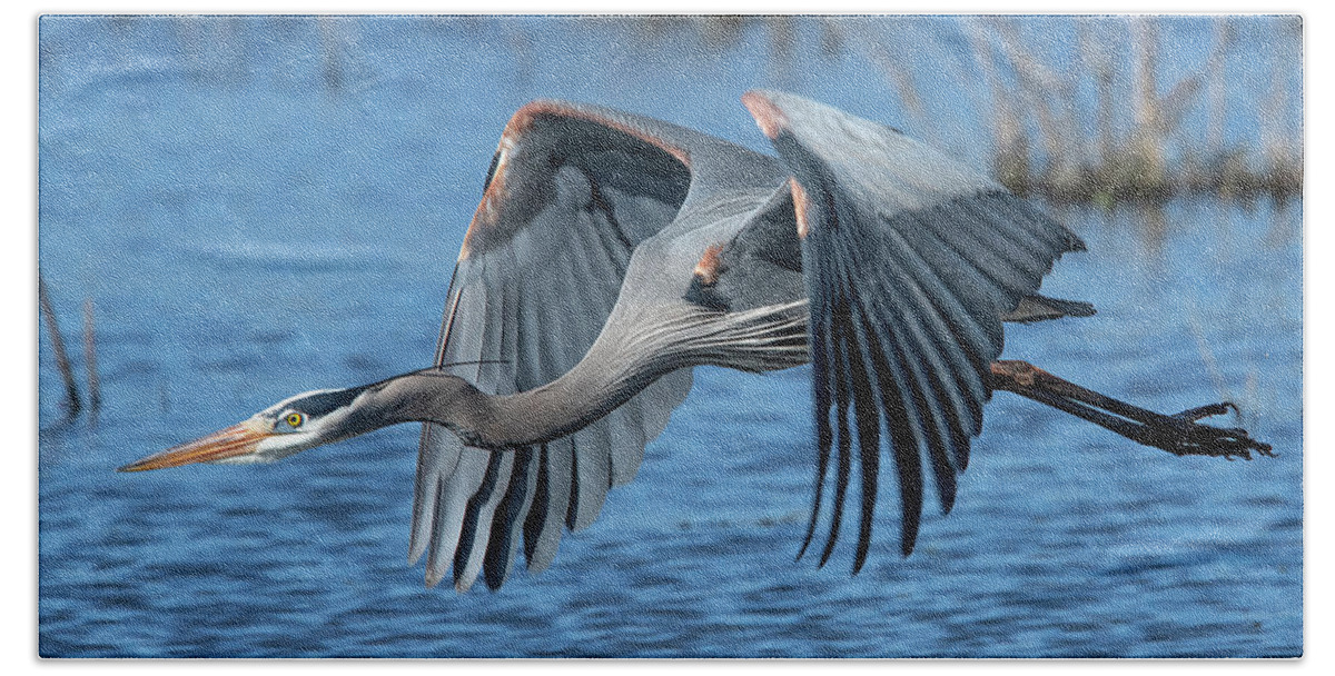 Nature Bath Towel featuring the photograph Great Blue Heron in Flight DMSB0151 by Gerry Gantt