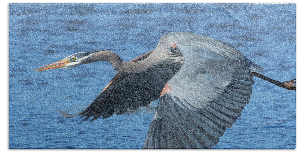 Nature Hand Towel featuring the photograph Great Blue Heron in Flight DMSB0153 by Gerry Gantt