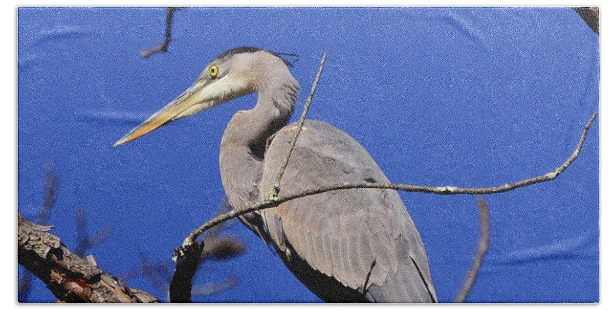 Great Blue Heron Bath Towel featuring the photograph Great Blue Heron Strikes A Pose by Kerri Farley