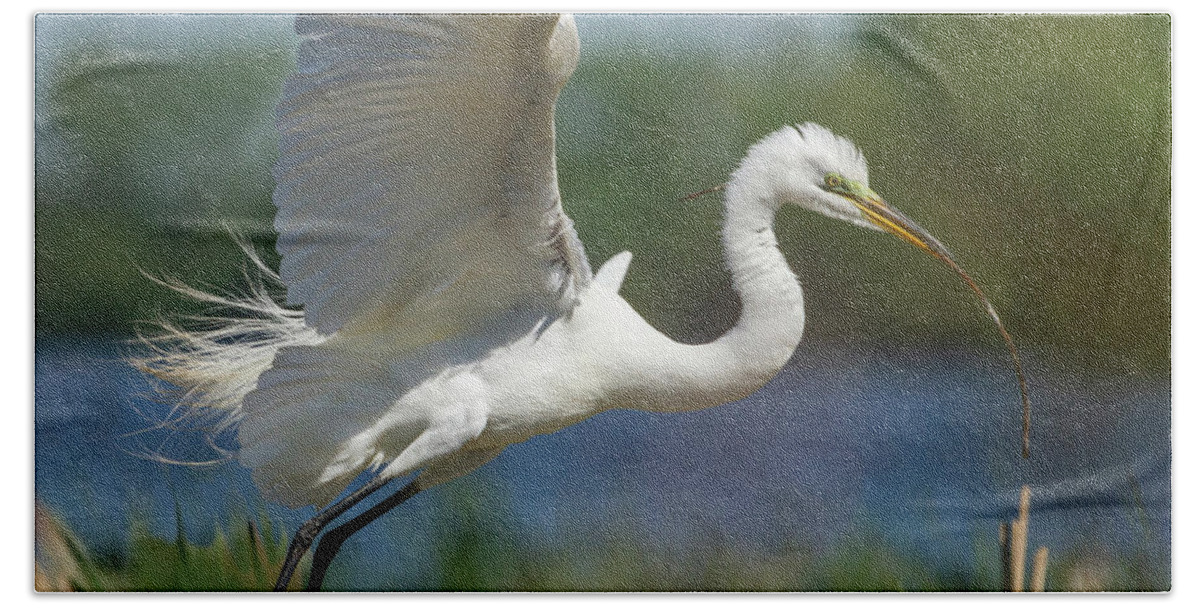 Great Egret Bath Towel featuring the photograph Great Egret 2014-1 by Thomas Young