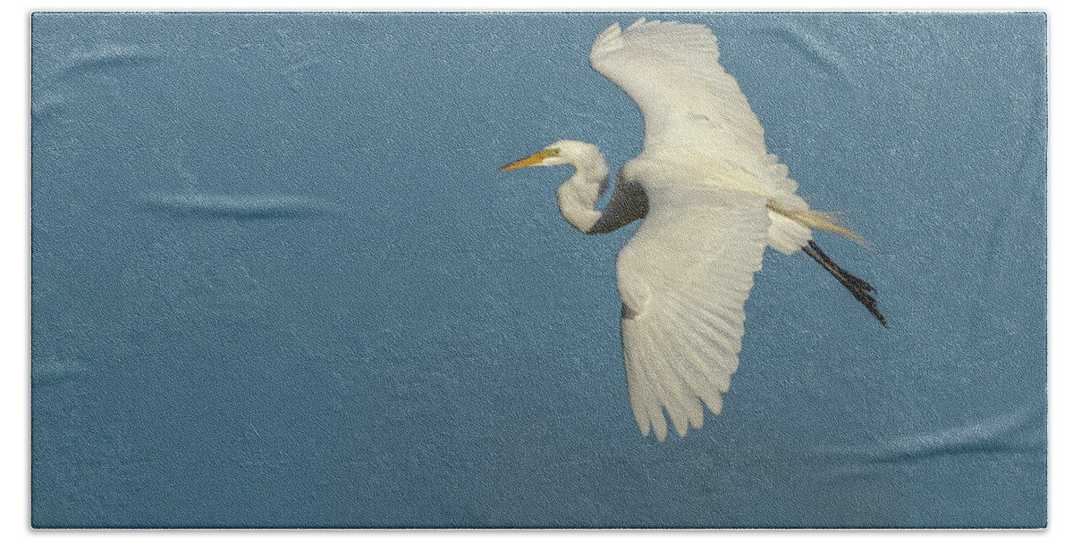 Great Egret Bath Towel featuring the photograph Great Egret 2014-9 by Thomas Young