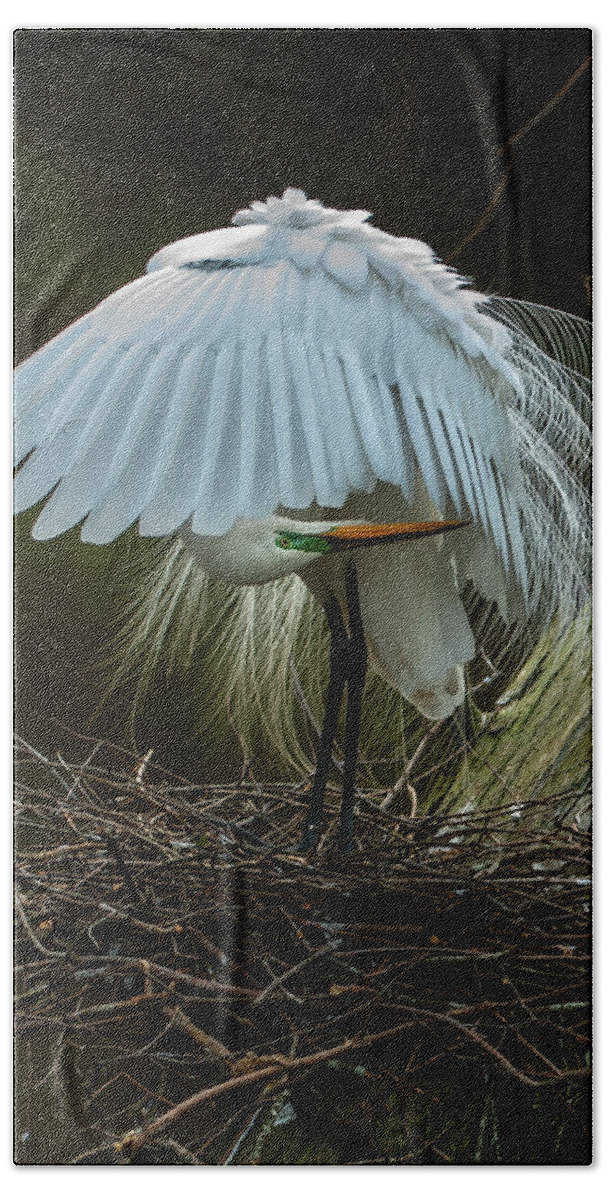 Nature Bath Towel featuring the photograph Great Egret Beauty by Donald Brown