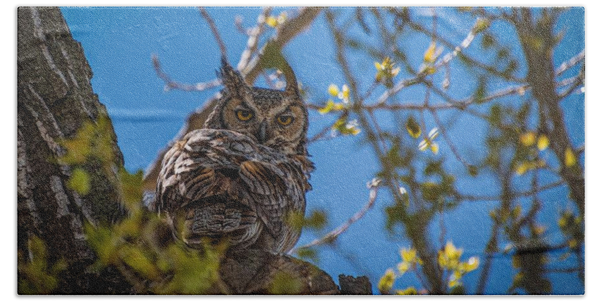 Great Hand Towel featuring the photograph Great Horned Owl by Christopher Thomas