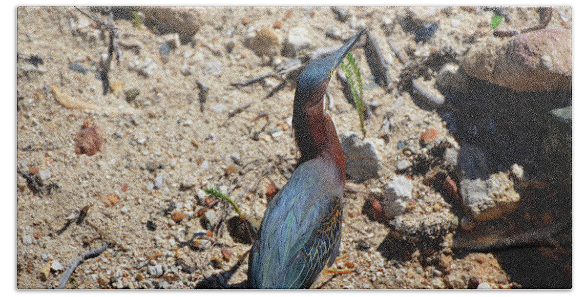 Green Heron Hand Towel featuring the photograph Green Heron Strut by Climate Change VI - Sales