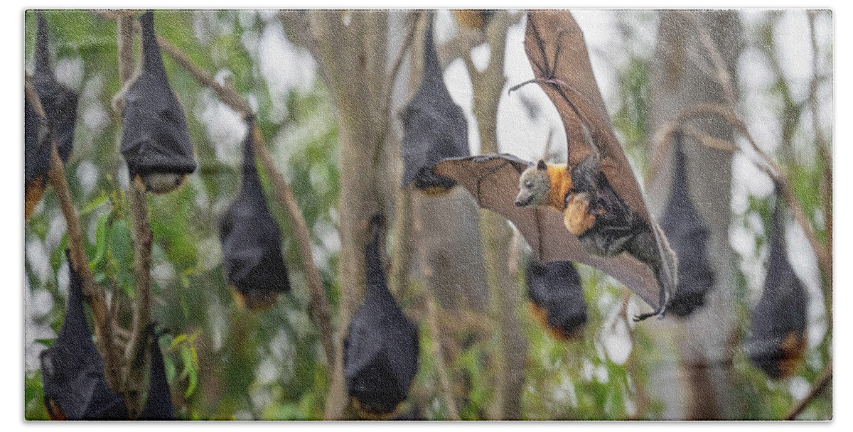 Animal Hand Towel featuring the photograph Grey-headed Flying-fox Female, Carrying Her Young, Coming by Doug Gimesy / Naturepl.com