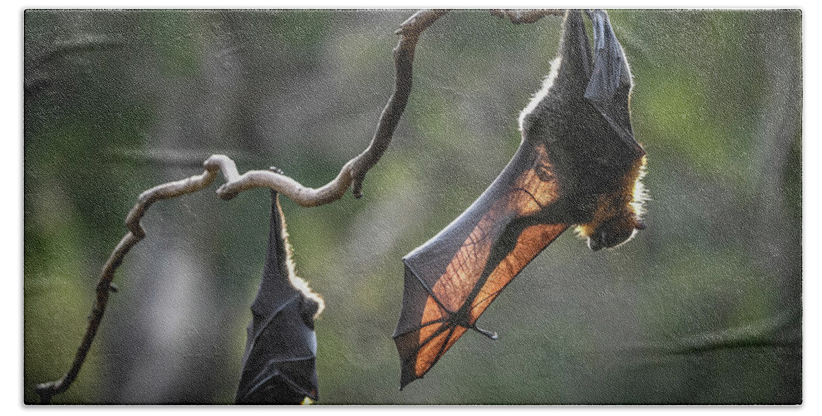 Animal Hand Towel featuring the photograph Grey-headed Flying-fox Stretching Wing To Warm It In by Doug Gimesy / Naturepl.com