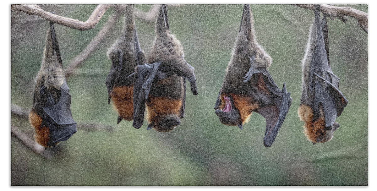 Animal Hand Towel featuring the photograph Grey-headed Flying-foxes At A Colony Hang Together On A by Doug Gimesy / Naturepl.com