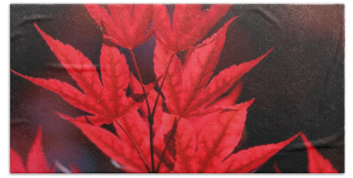Japanese Maple Bath Towel featuring the photograph Guardsman Red Japanese Maple Leaves by Colleen Cornelius