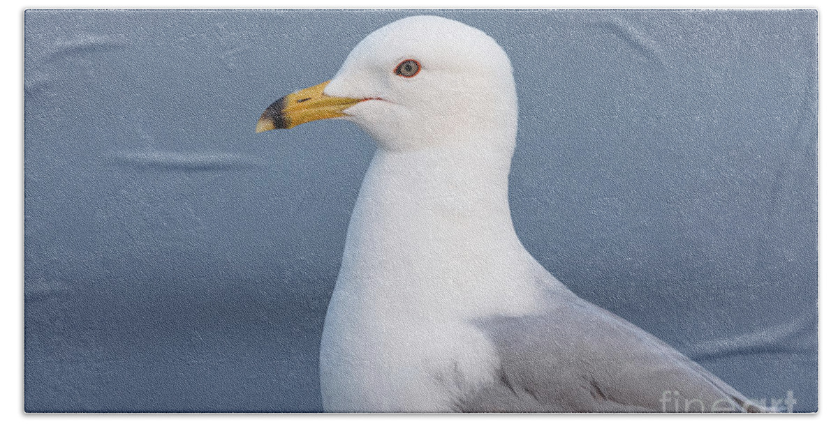 Photography Hand Towel featuring the photograph Gull Portrait 1 by Alma Danison