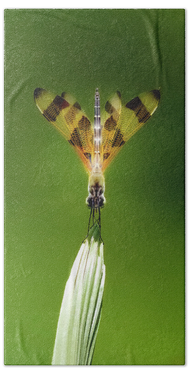 Dragonfly Bath Towel featuring the photograph Halloween Pennant by Mark Andrew Thomas