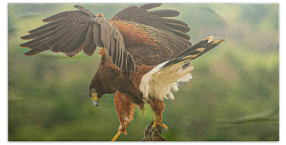 Bird Hand Towel featuring the photograph Harris Hawk Landing by Peggy Blackwell