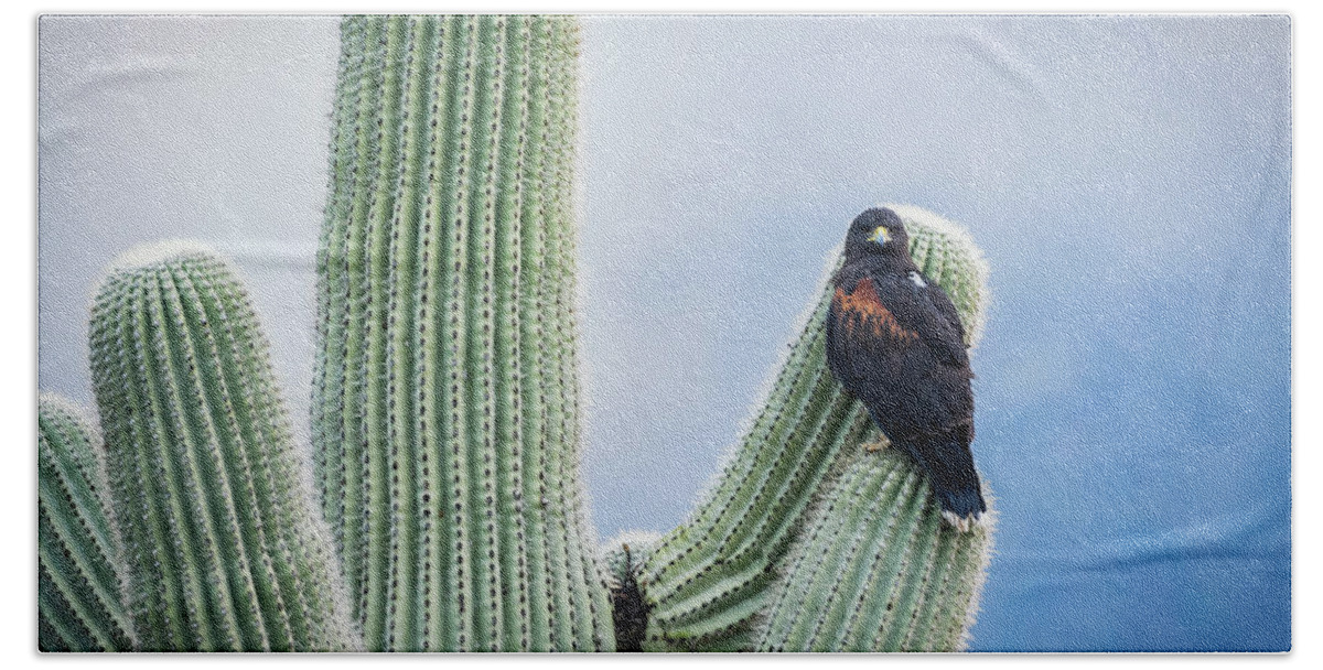 Harris's Hawk Bath Towel featuring the photograph Harris's Hawk On A Saguaro by Saija Lehtonen